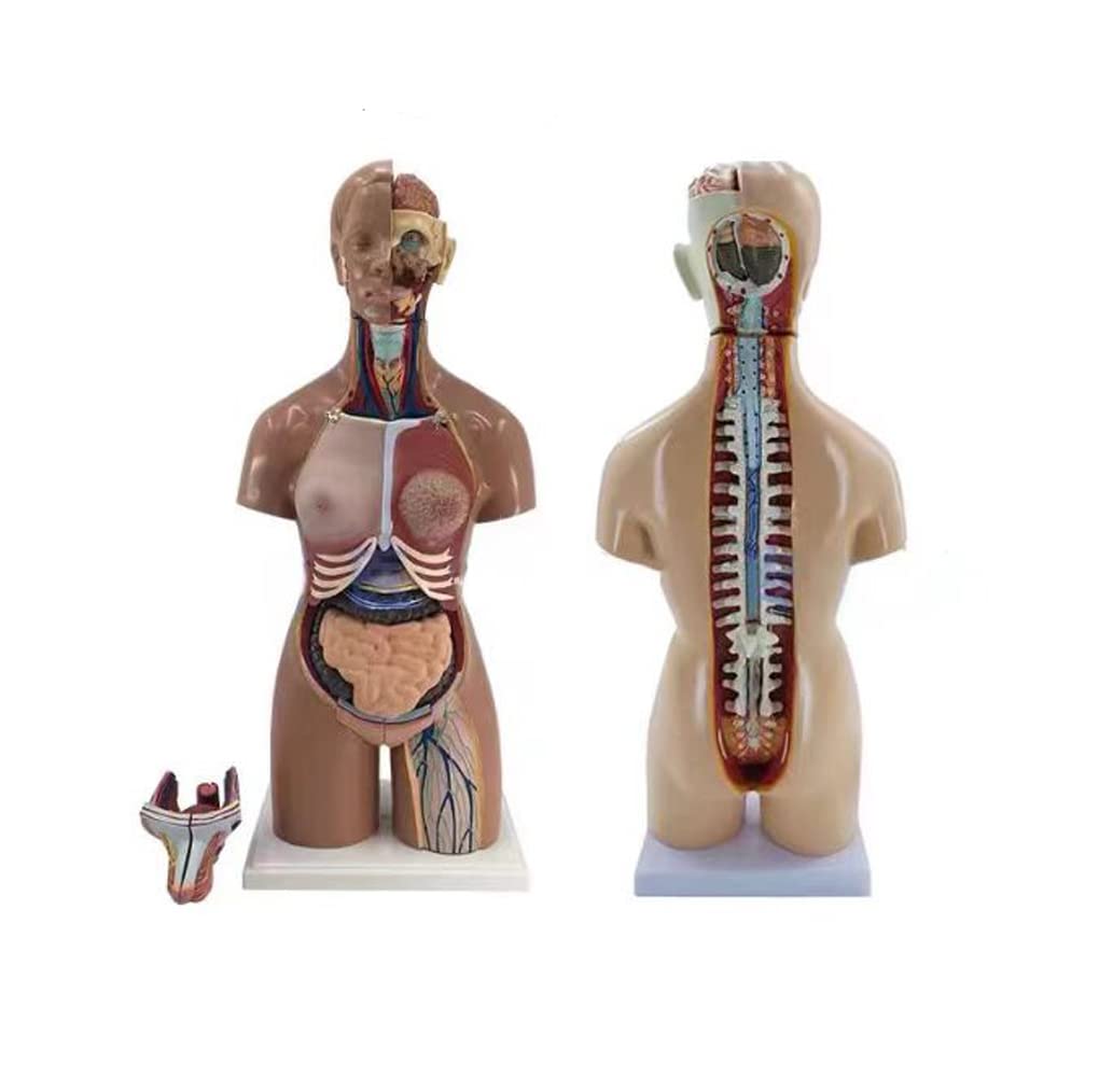 Amazon.co.jp: 55 センチメートルバイセクシュアル胴体人体解剖学